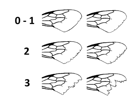 How to age a bumble bee