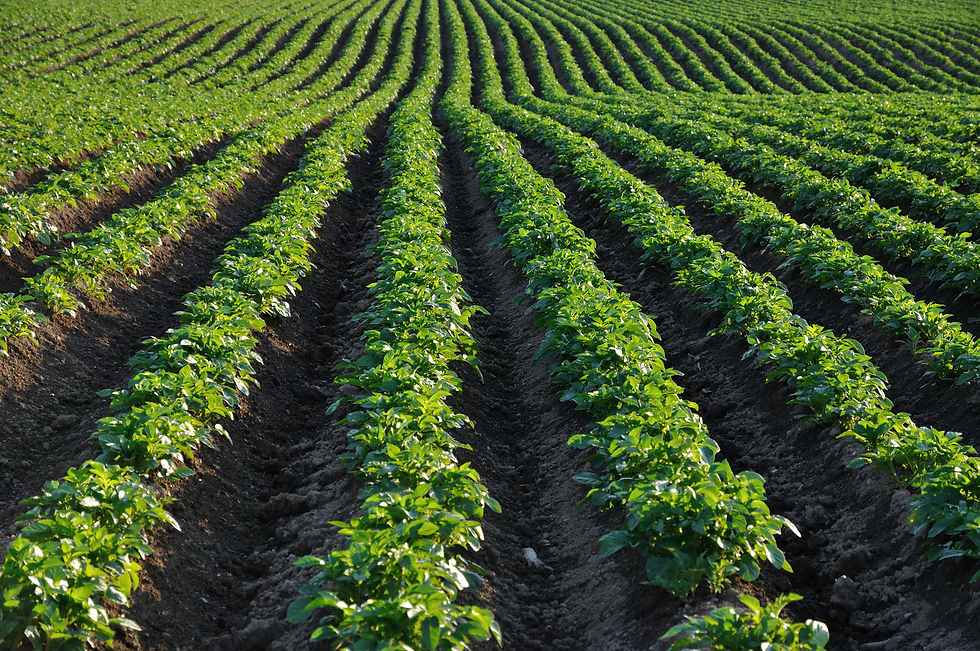 shutterstock_32203906 potato furrows.jpg