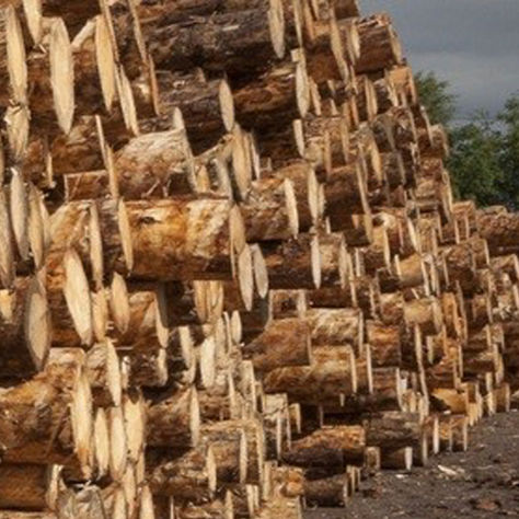 SUPER SITKA GROWING SUPER FAST