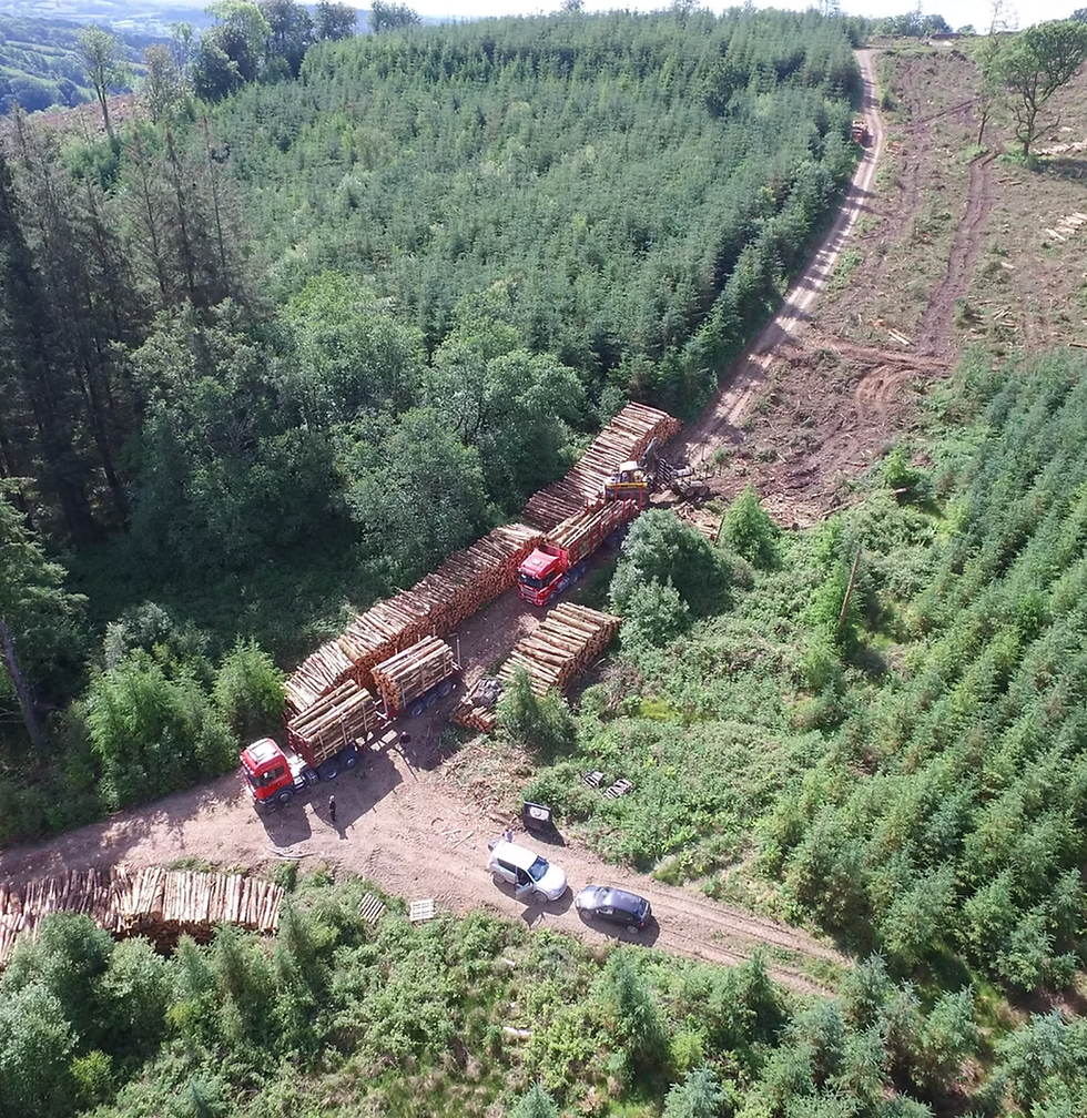 Timber harvesting & marketing