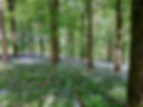 Bluebell Powys 2021.jpg