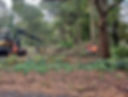 trees.jpg