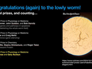 Another Nobel for the worm
