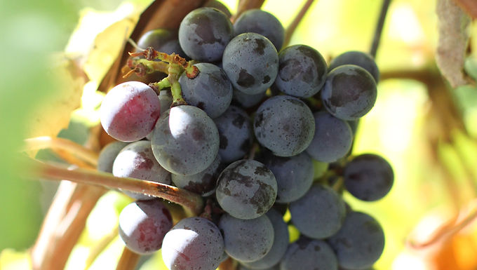 Barrel Fermented Chardonnay Bottle