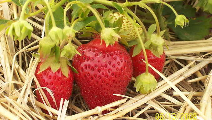 Strawberry - Rhubarb