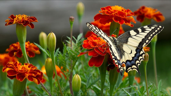 Marigold Uses in the Garden and on the Table