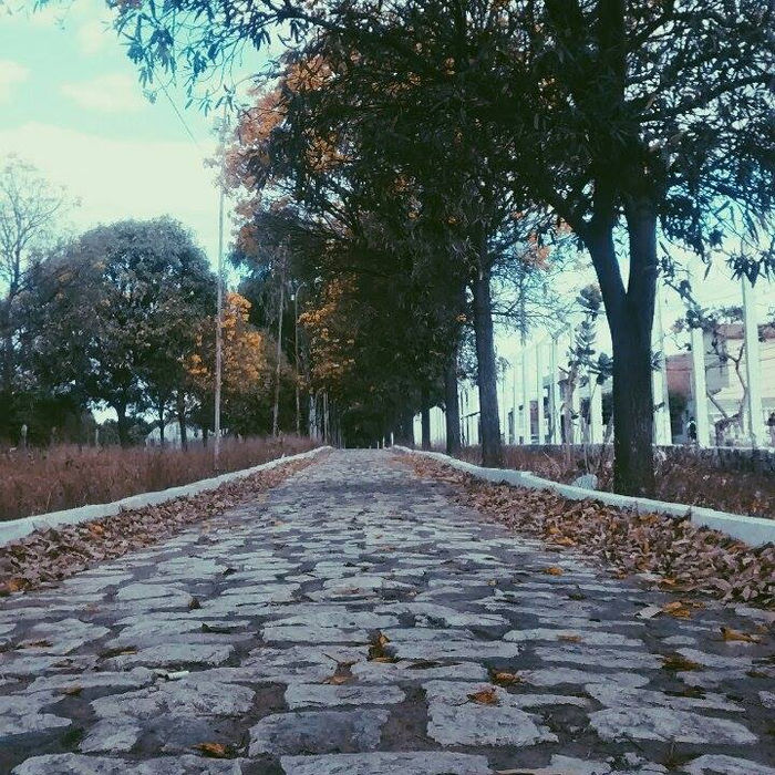 O LOUVOR DAS FLORES AMARELAS