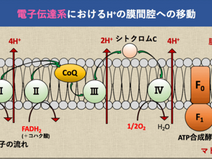電子伝達系について