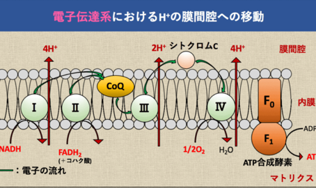 電子伝達系について