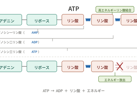 ミトコンドリアについて
