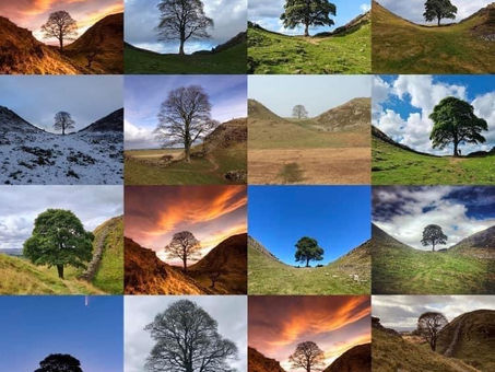 The Destruction of Robin Hood Tree