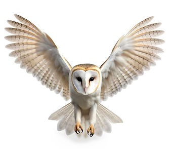 owl.jpg