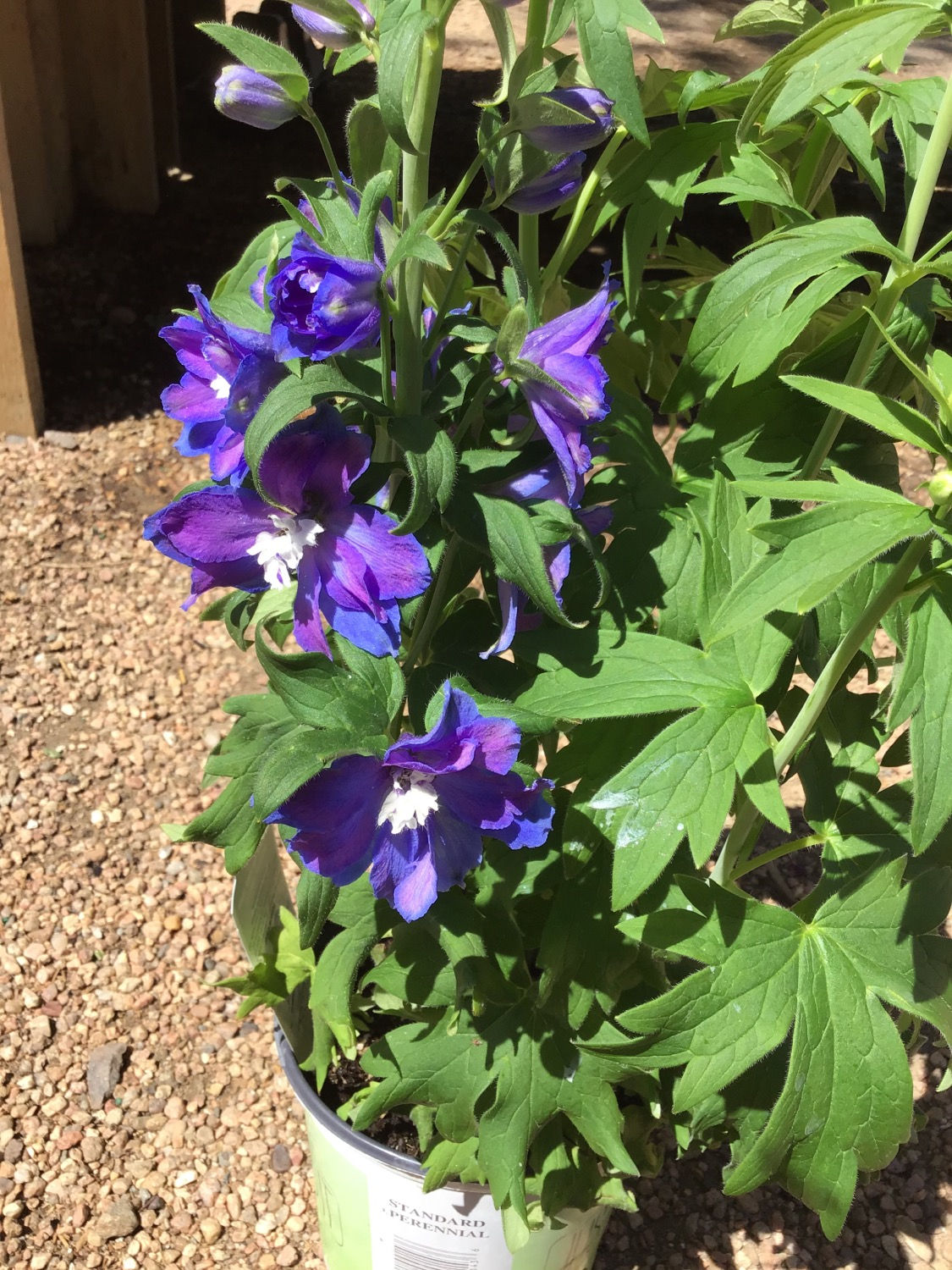 Delphinium Guardian blue #1