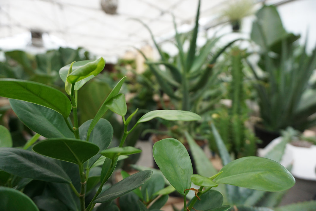 Louisville Colorado Tree Nursery Urban Garden