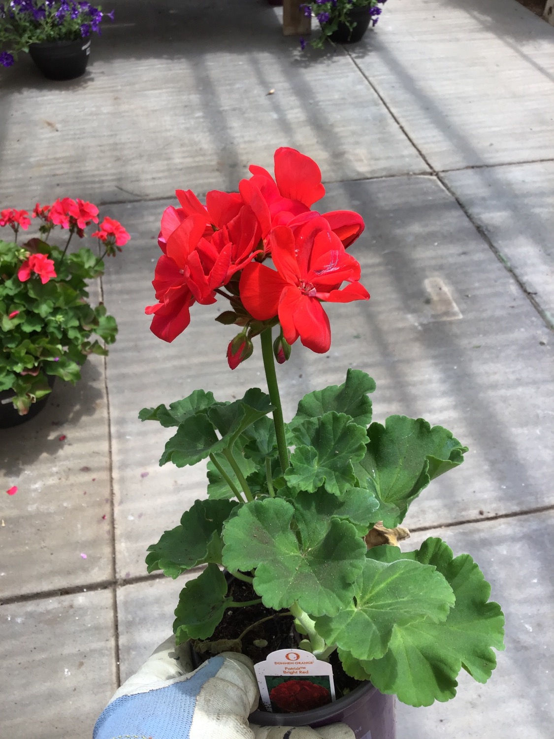 Geranium patriot bright red 4.25 premium