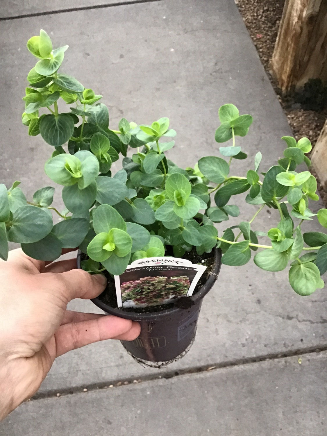 Ornamental oregano 4.25 Premium