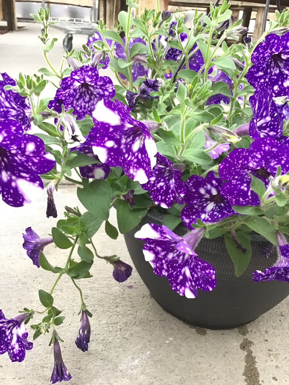 Hanging basket 12 inch petunia night sky