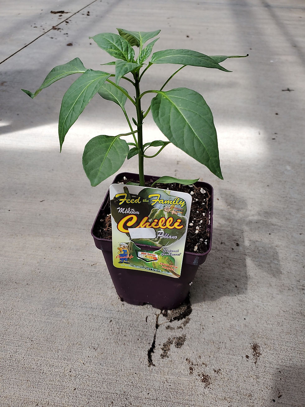 Thumbnail: Chilli Poblano- Medium