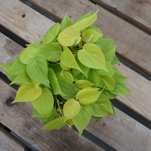Pothos Lime