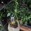 Thumbnail: Pepper Tiburon in bio pot- Medium