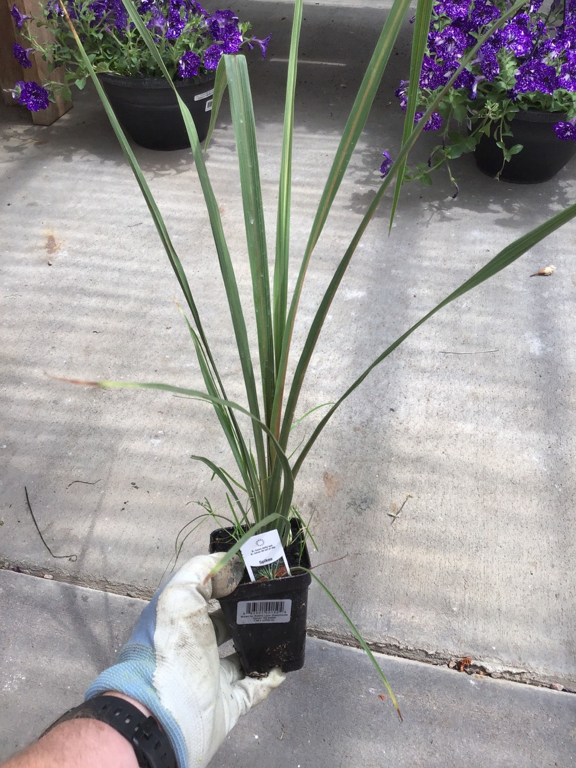 Dracaena Spike 3 Annual