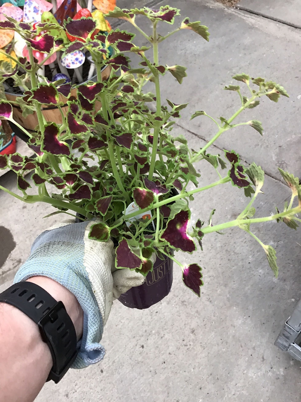 Thumbnail: Coleus Great Falls Niagara 4.25