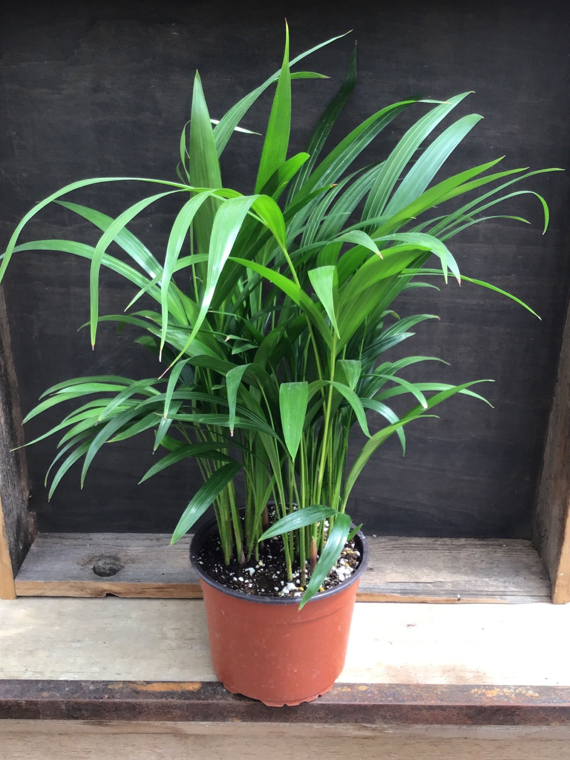 6” Areca Palm