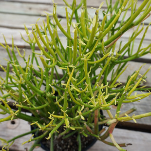 Candlestick Euphorbia