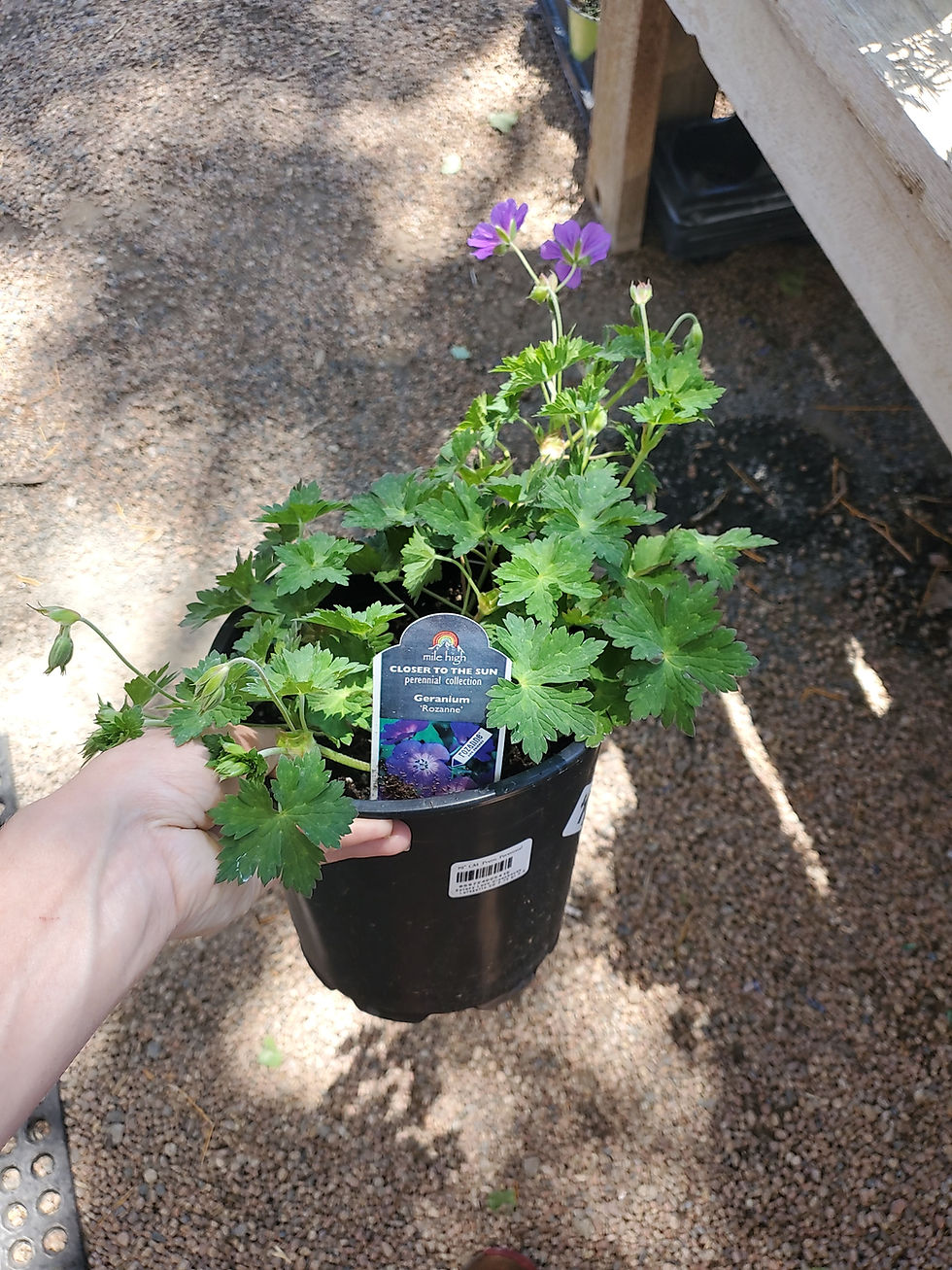 Thumbnail: Geranium rozanne 19 cm