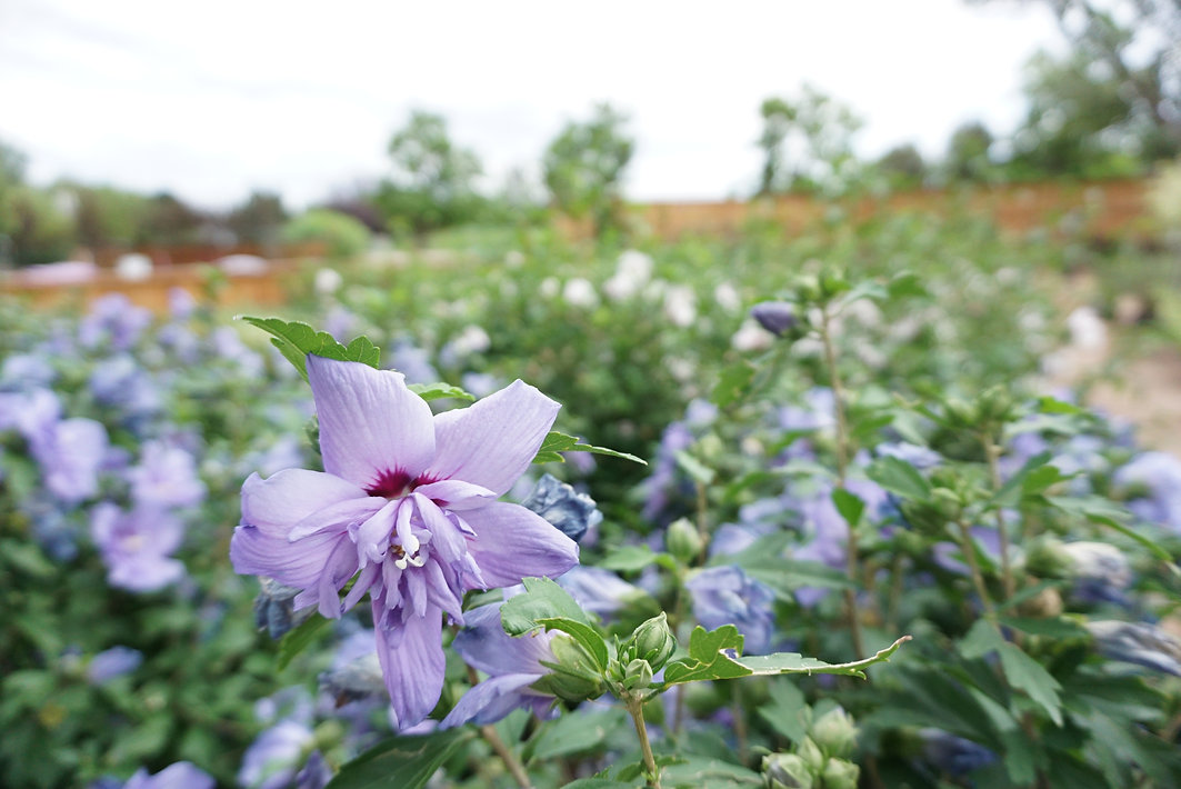 Louisville Colorado Tree Nursery Urban Garden