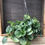 Thumbnail: 6” Peperomia premium hanging basket