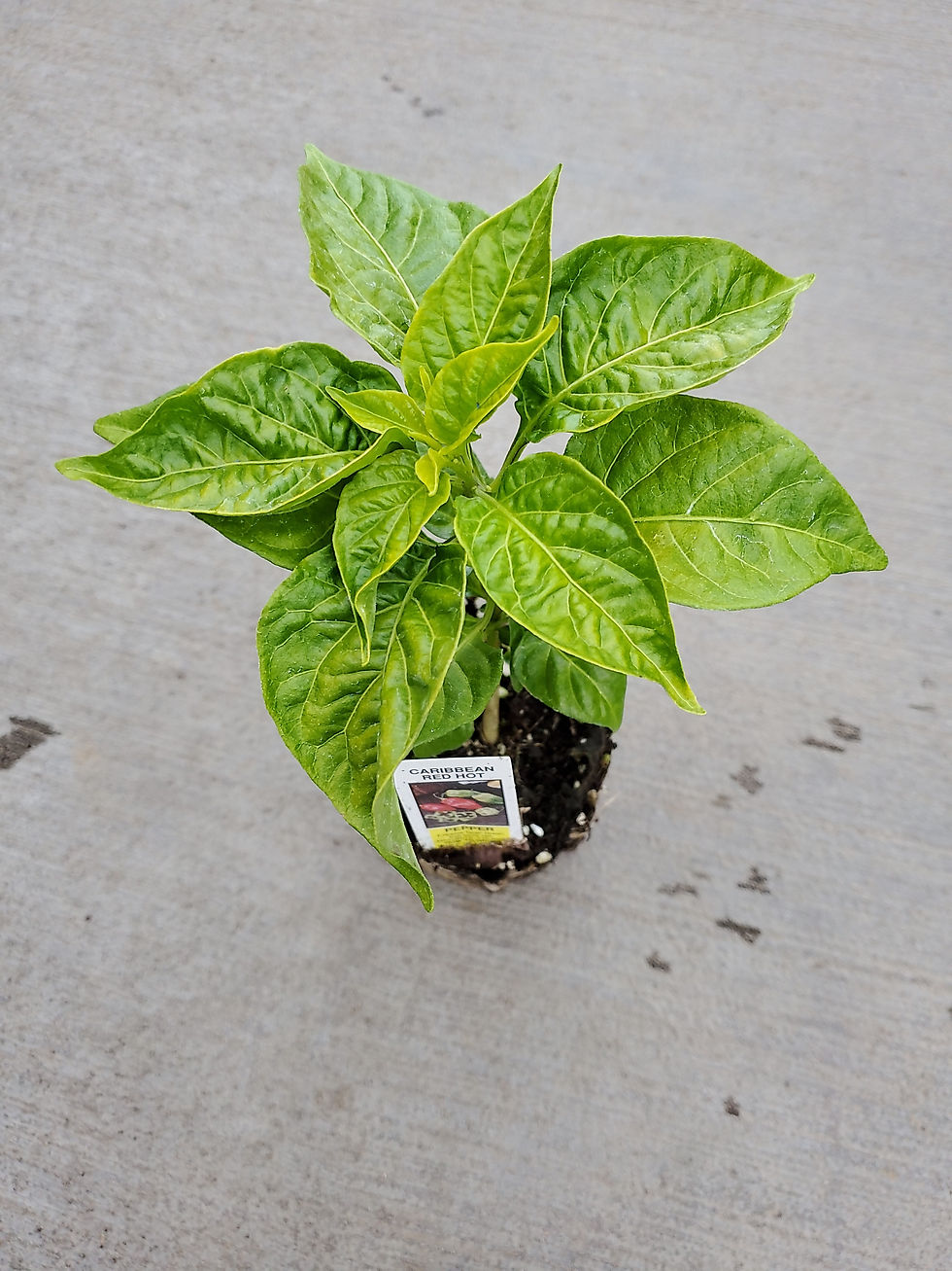 Thumbnail: Chilli Caribbean Red Hot in Bio Pot- 🔥Hot🔥
