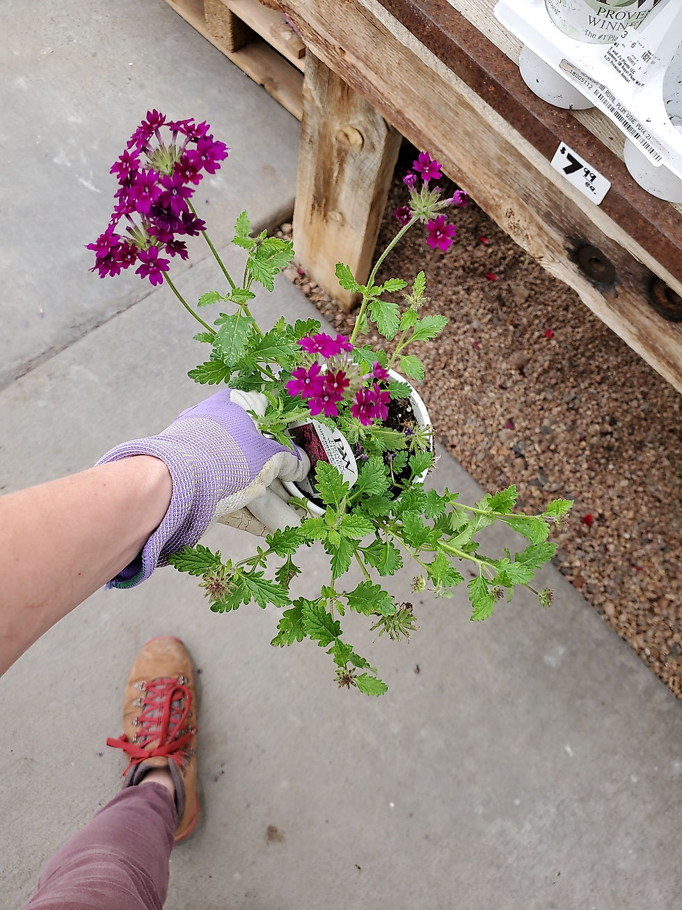Thumbnail: Verbena Royal plum wine 4.25 proven winner