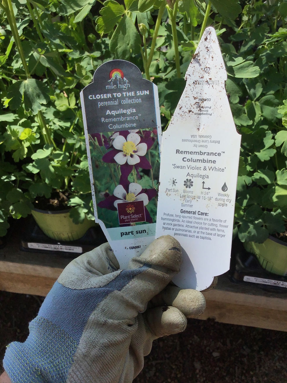 Thumbnail: Aquilegia Swan Violet and white remembrance columbine #1￼