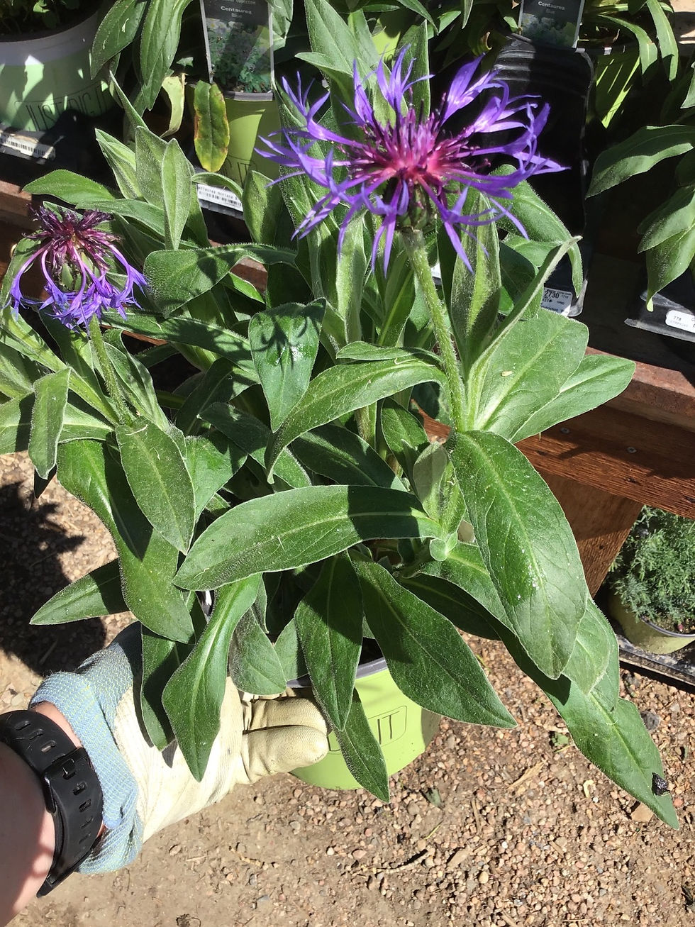 Thumbnail: Centaurea Montana blue￼ #1