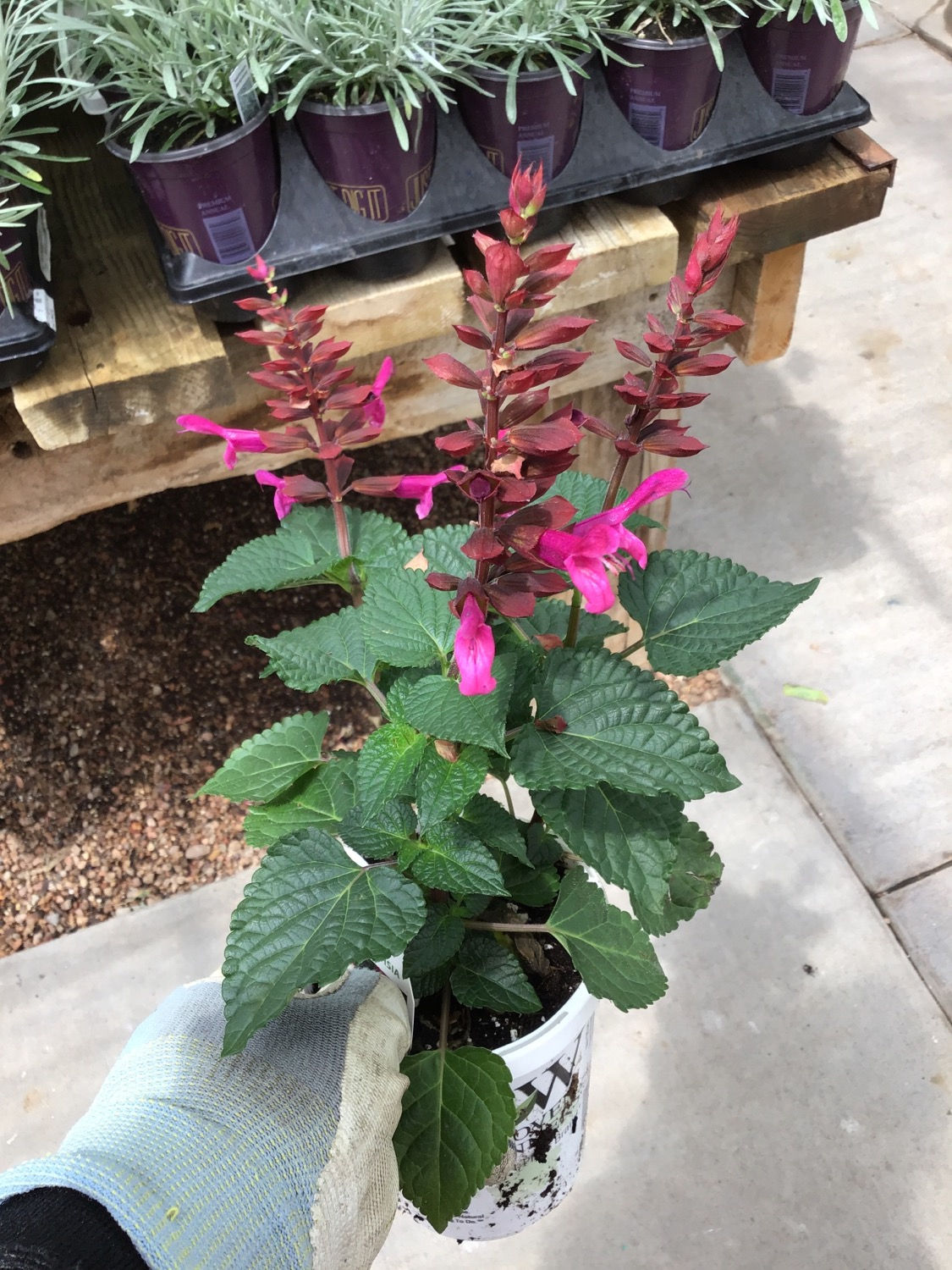Salvia rockin Fuchsia 4.25 premium