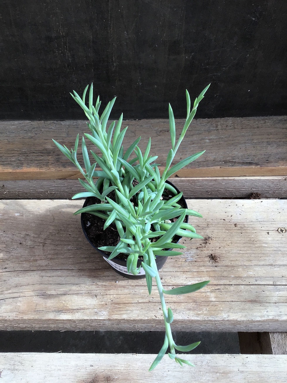 Thumbnail: 4” Premium Succulent String of fishhooks