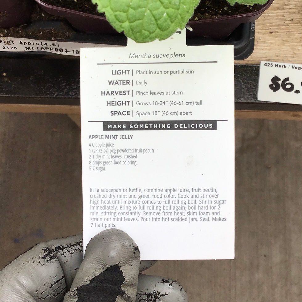 Thumbnail: Mint Apple