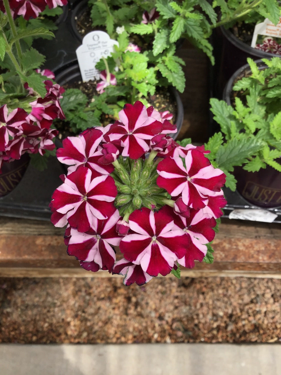 Verbena empress flair burgundy star 4.25 premium