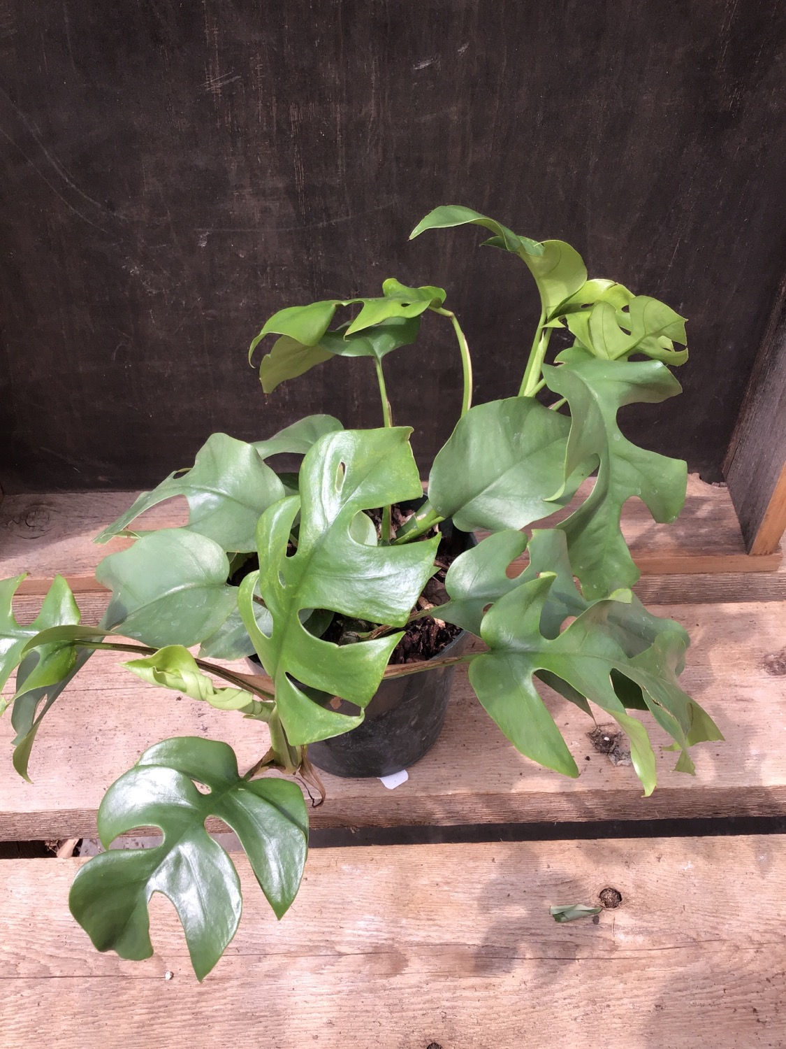 6” Raphidophora Tetrosperma- Monstera Minima