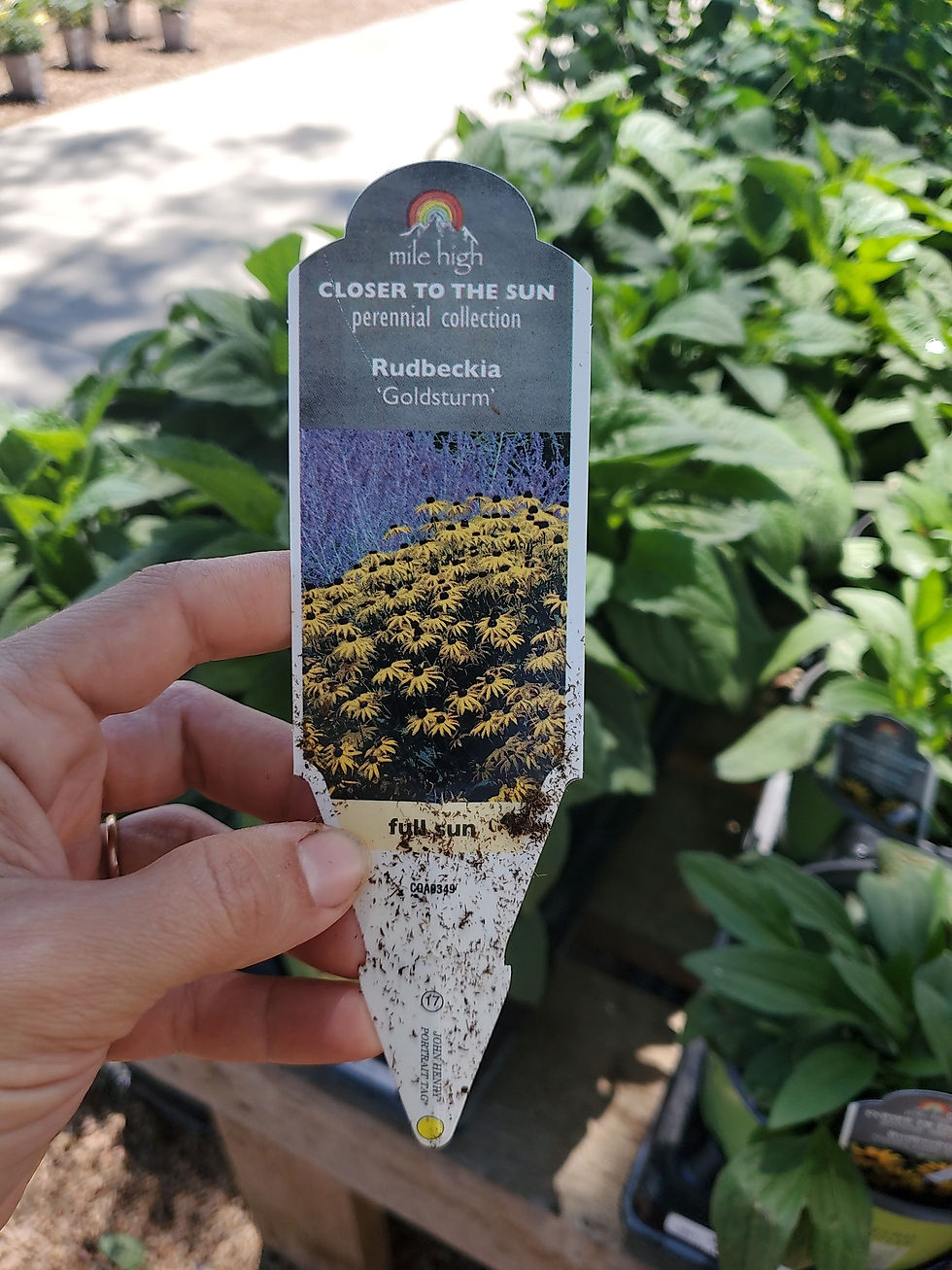Thumbnail: Rudbeckia black-eyed Susan goldstrom 1 gallon