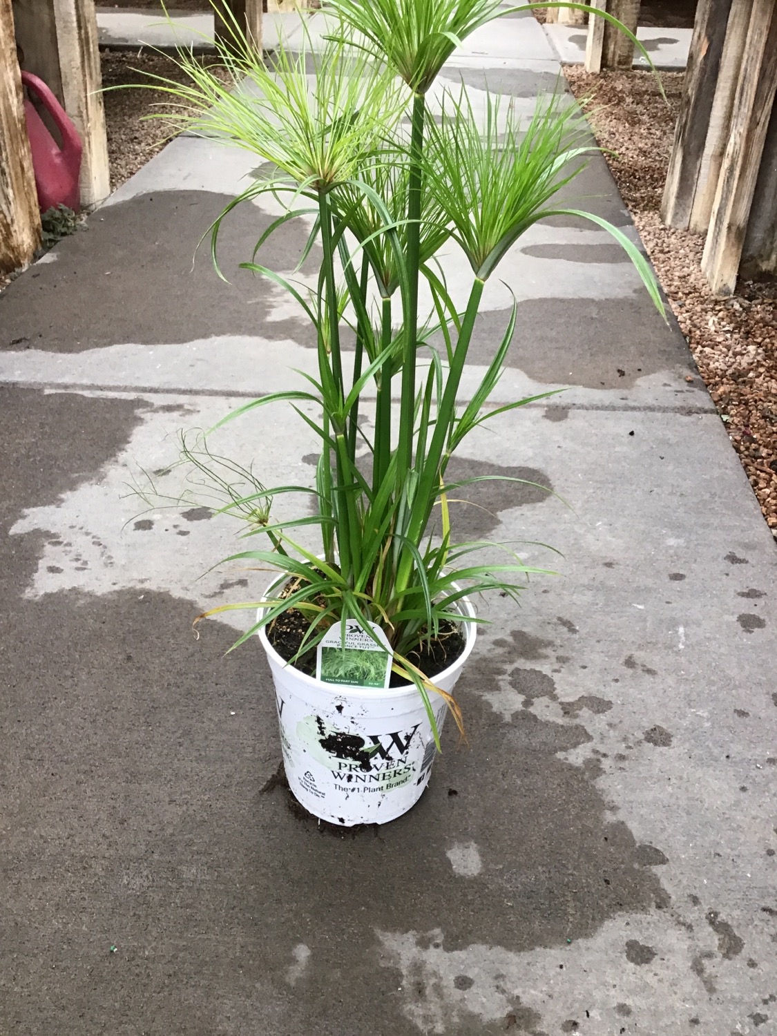 Grass Papyrus Prince Tut #1