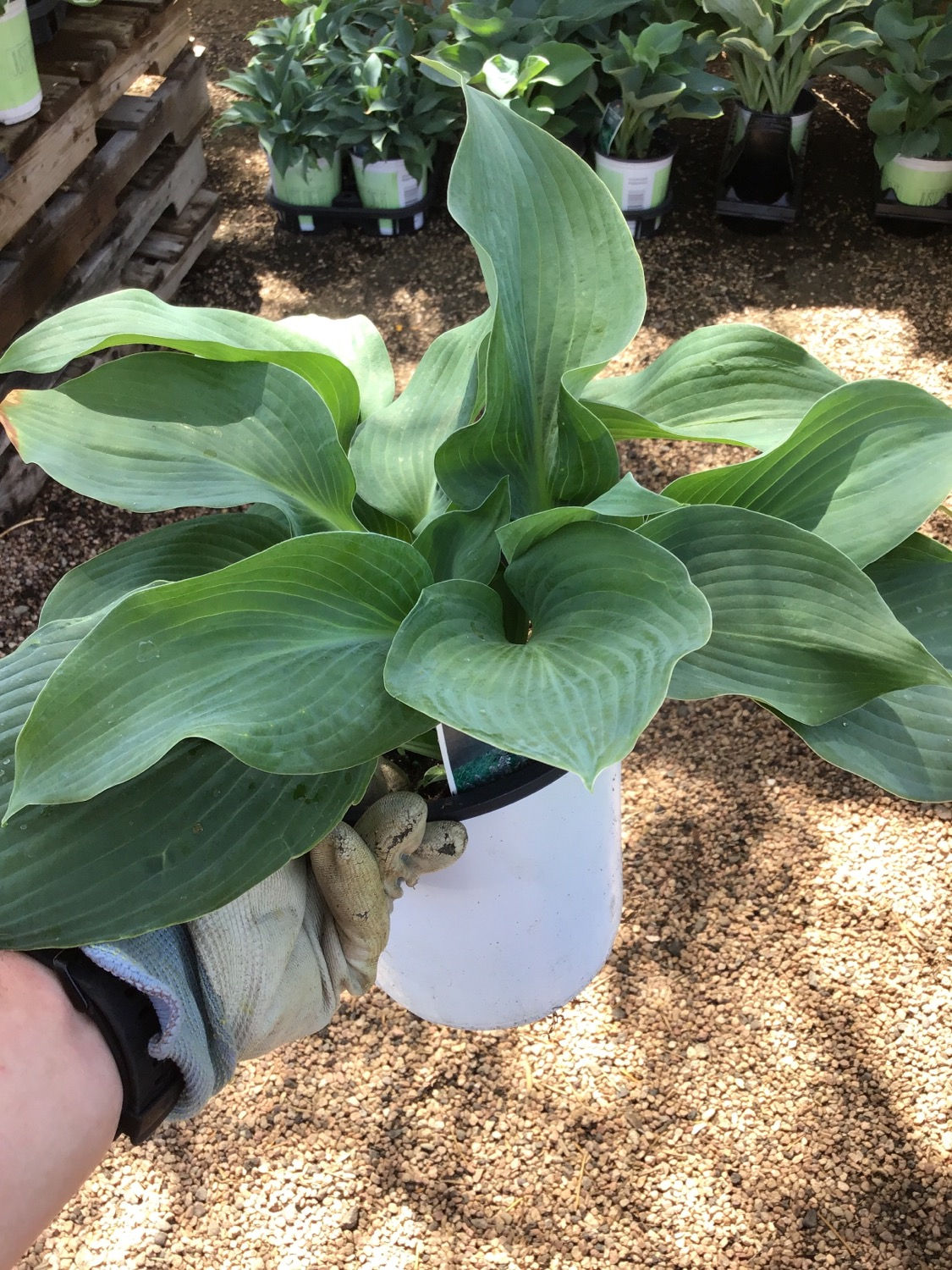Hosta ‘Blue angel￼’ #1