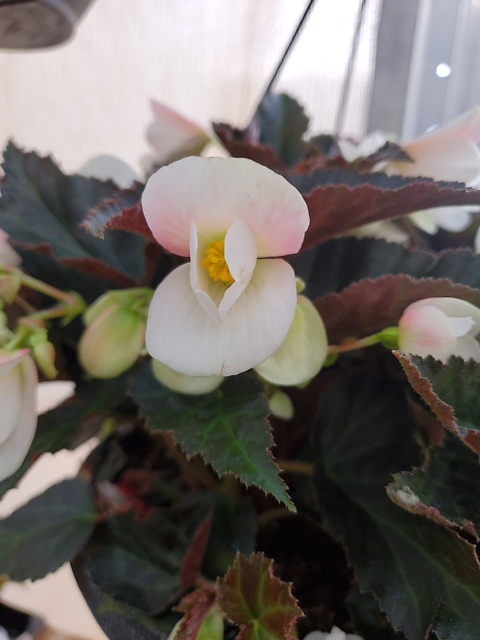 Thumbnail: Hanging basket 12in begonia Iconia upright White