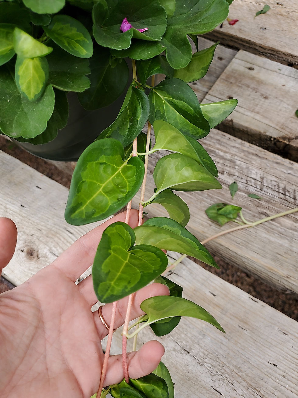 Thumbnail: Hanging Basket 12" Survivor Indigo Sky w/ Creeping Jenny or Vinca