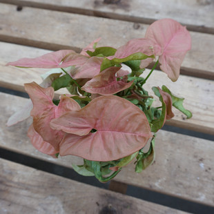 Houseplant Urban Garden