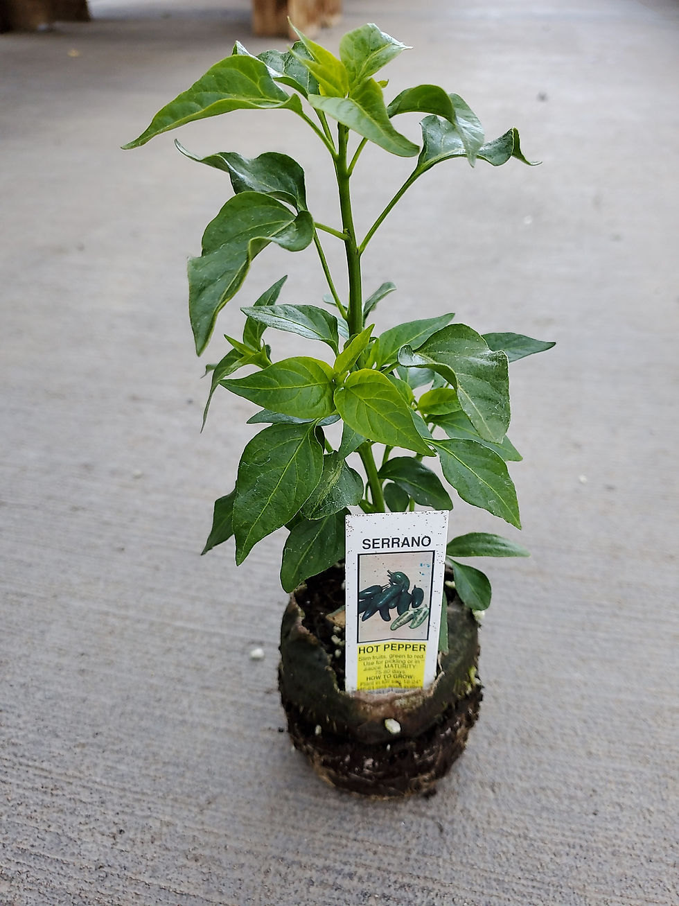 Thumbnail: Chilli Serrano in Bio Pot