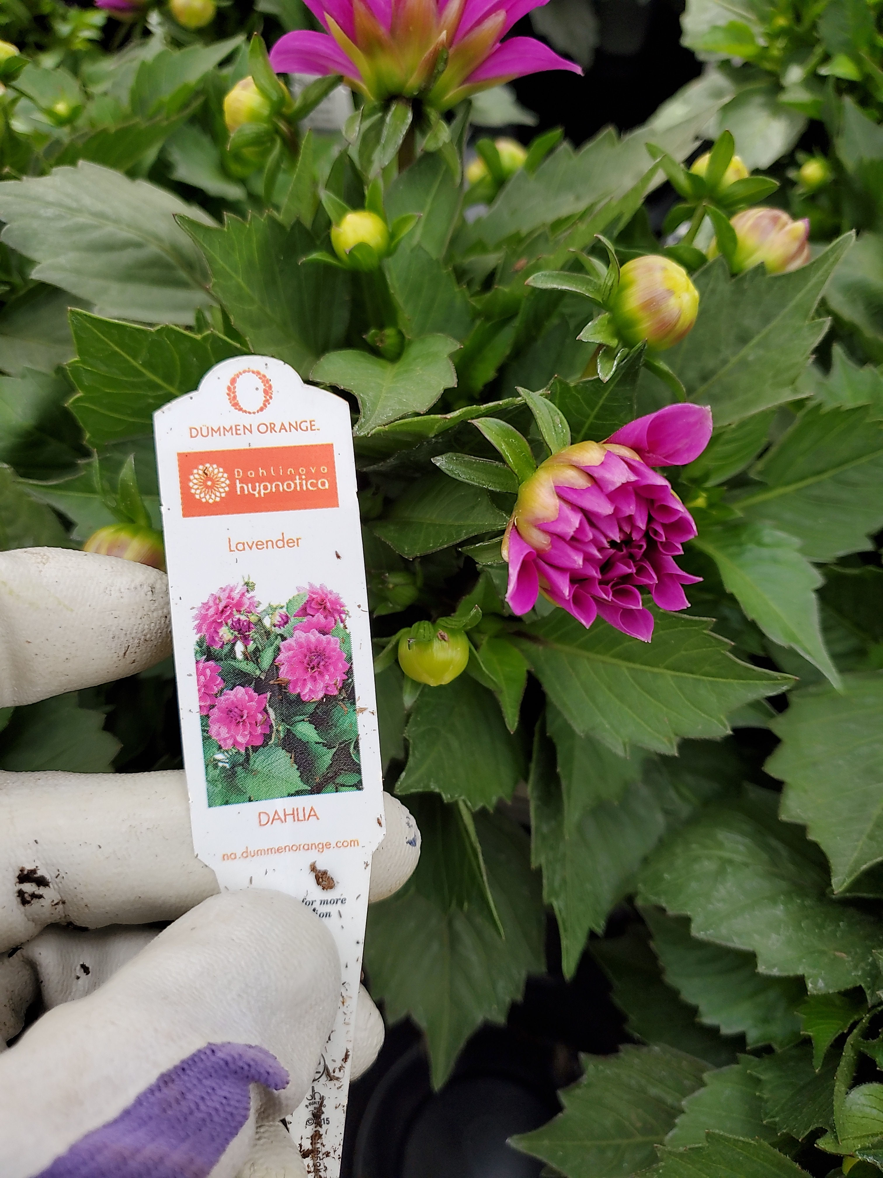 Dahlia lavender Quart Size