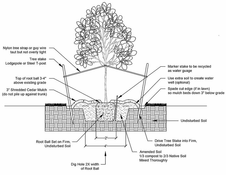 treeplanting-chart_edited.jpg