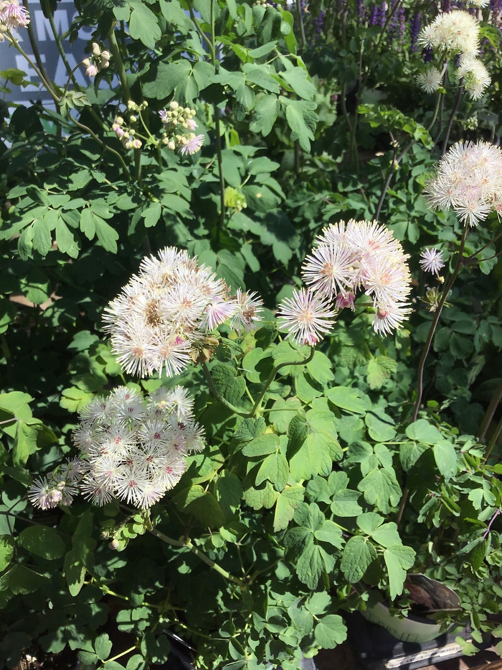 Thumbnail: Thalictrum Meadow Rue #1